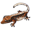 Crested Gecko: Tr...